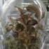 金线莲 （金线兰 、 金草）组培苗、瓶苗、金线莲盆栽、肥料