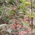 优质广东紫珠种子、种苗、盆栽